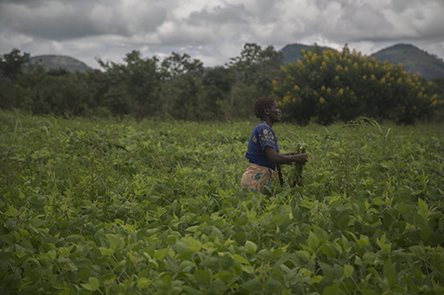 Gertruda Domayo earns four times more profits from her soybeans because CRS taught her new growing techniques and how to negotiate higher prices. Photo by Sara A. Fajardo/CRS