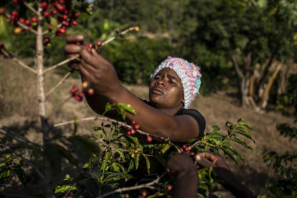 harvesting coffee in Tanzania