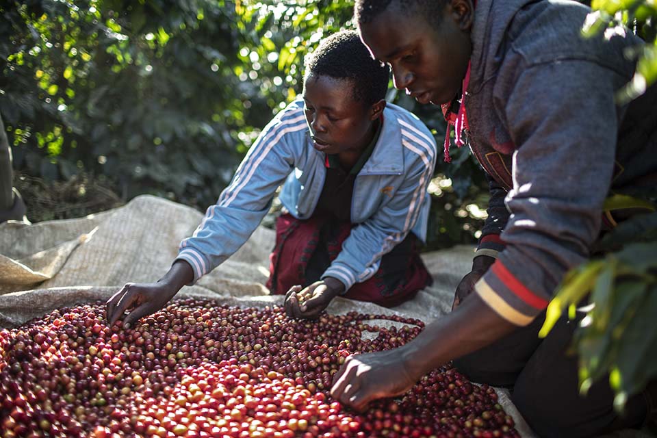 Tanzania coffee processing