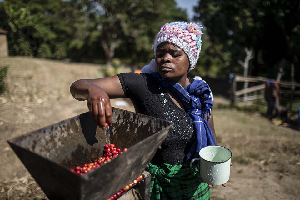 Tanzania coffee processing