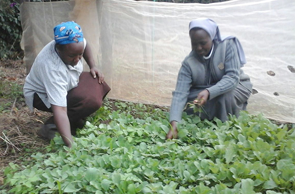 ending Kenya crops