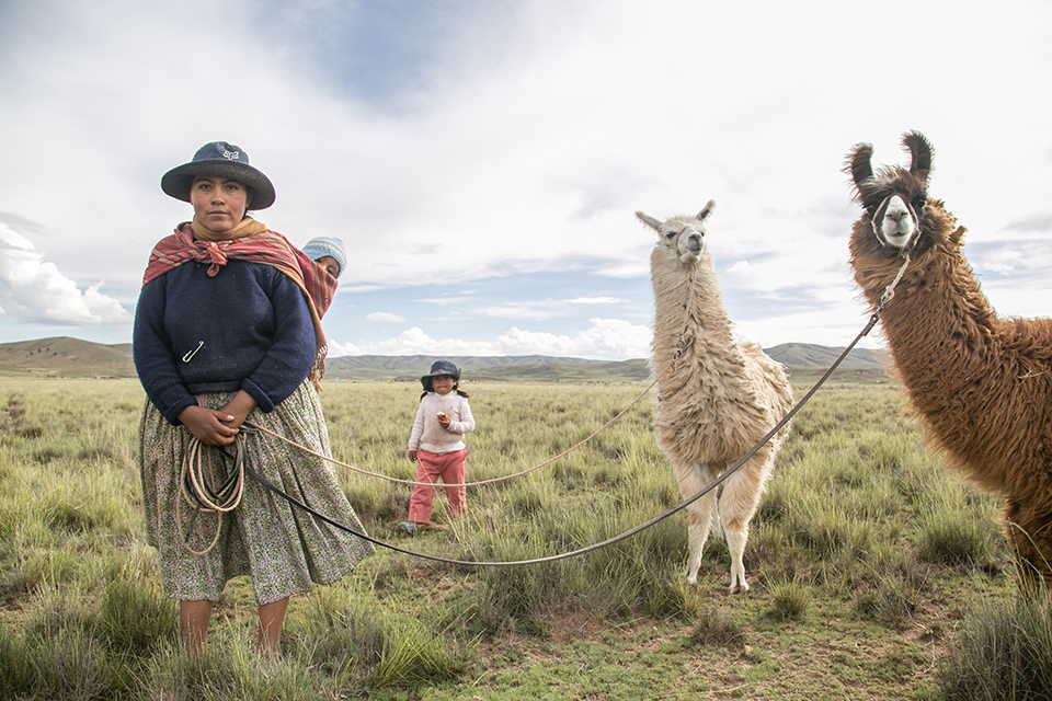 tending llamas in Bolivia