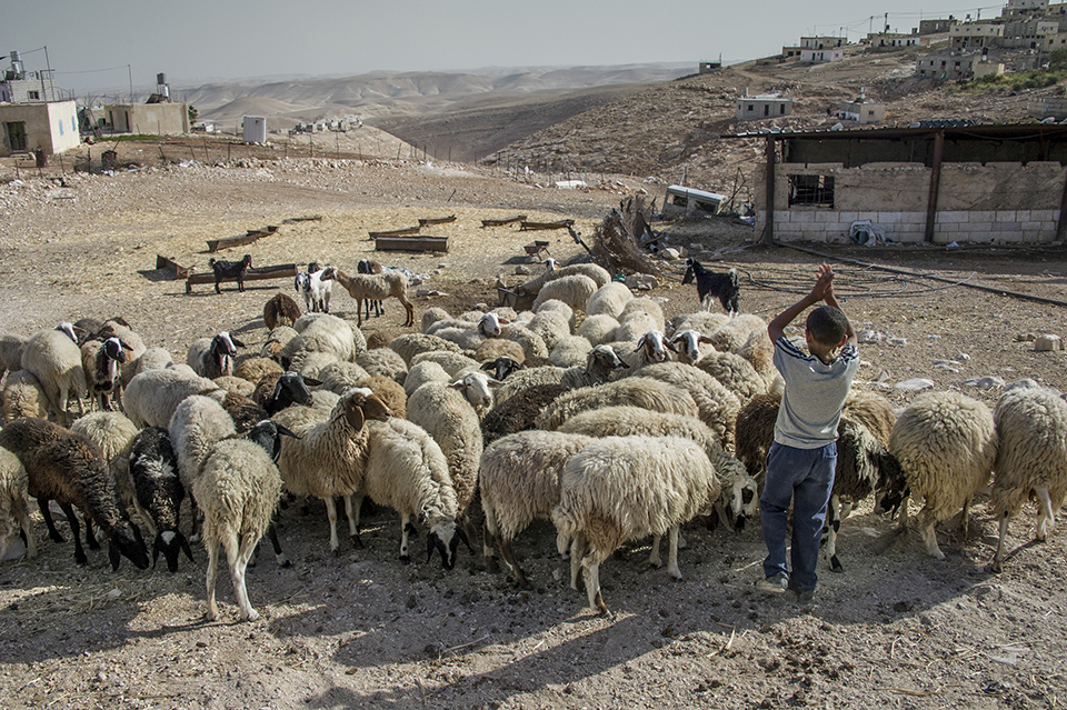 tending sheep in the West Bank