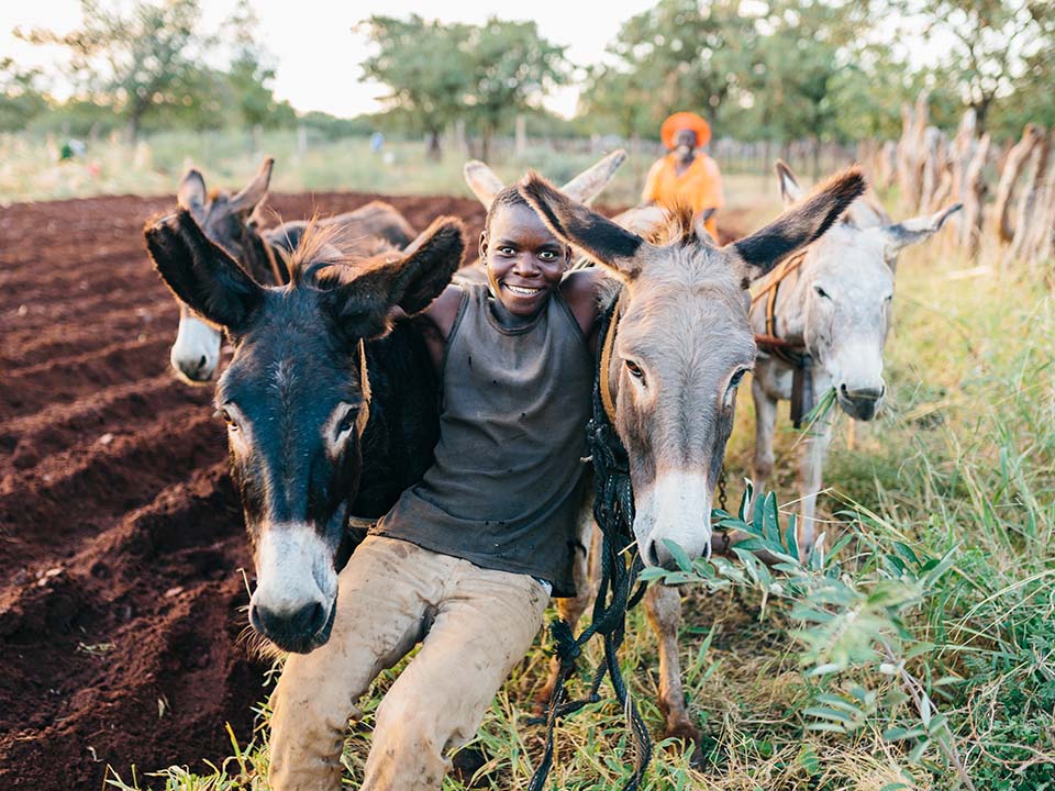 tilling a Zimbabwe field