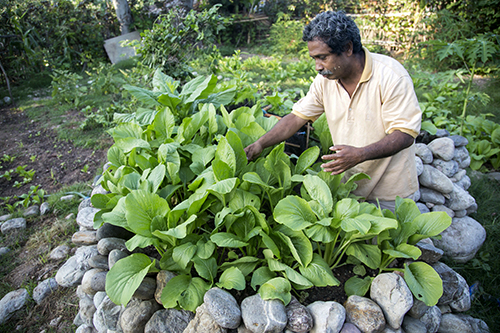 CRS support teaches new ways to grow maize with limited water. 