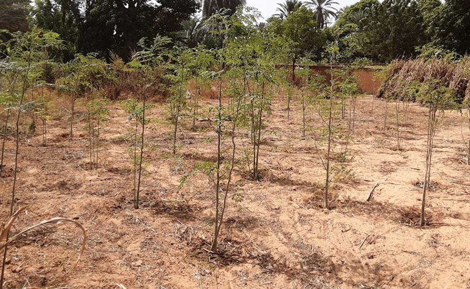 tree planting in Niger