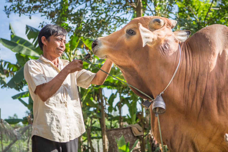 tending to a cow in Vietnam