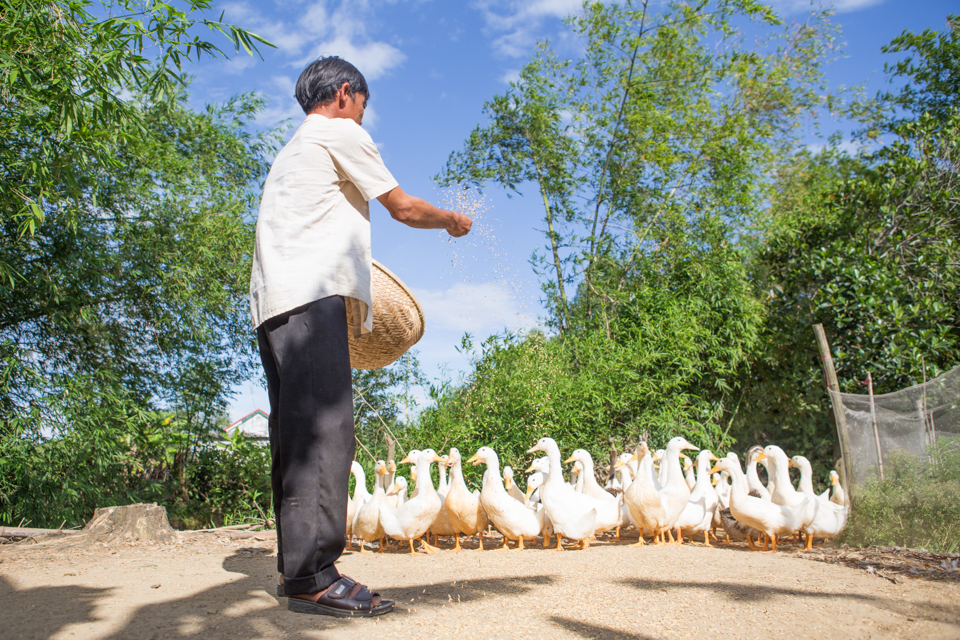 feeding ducks in Vietnam