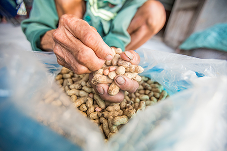 Photo by Lisa Murray for CRS Another Binh Dao commune farmer, Vo Hoang Luan, reported his groundnut crop could deliver 70% more revenue thanks to the project’s TSG-delivered livelihood trainings.