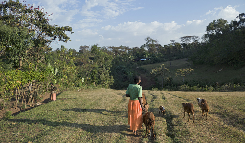 woman in field with livestock