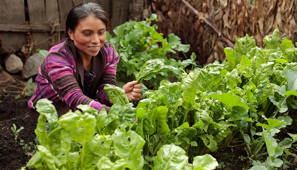 woman tends garden in Guatemala