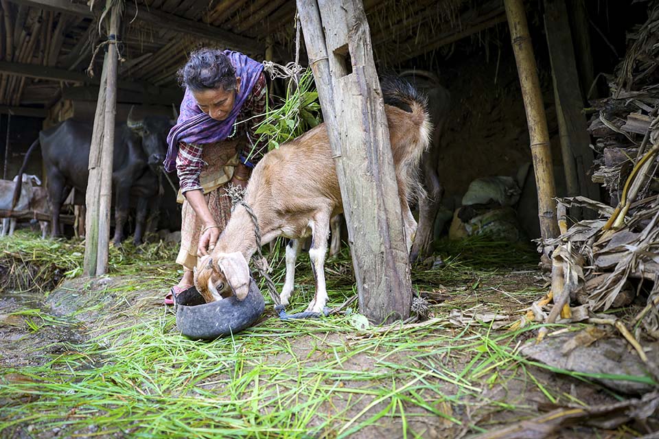 woman tends to goat in Nepal 
