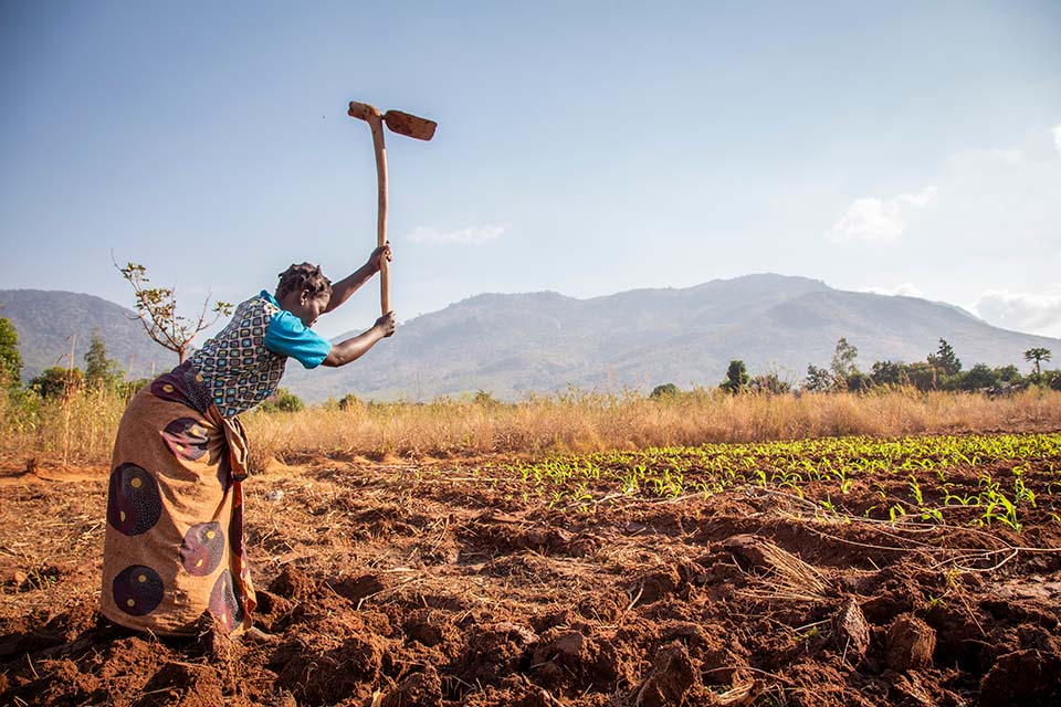 woman tills a farm in Malawi 