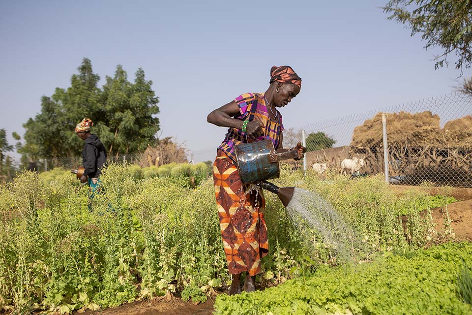 woman waters vegetable garden in Mali