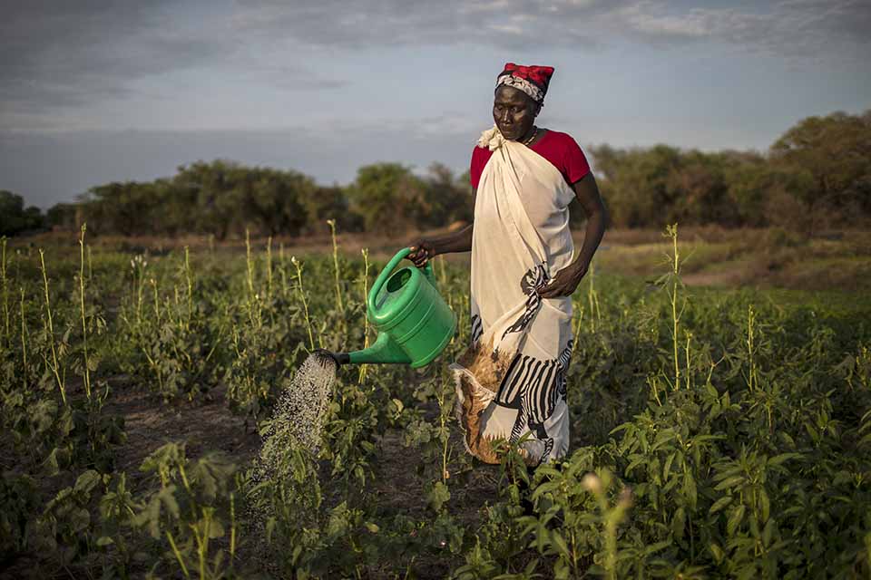 woman waters crops in South Sudan