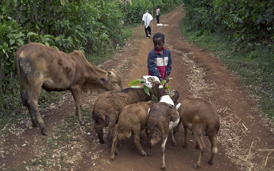 young boy tending livestock in Ethiopia