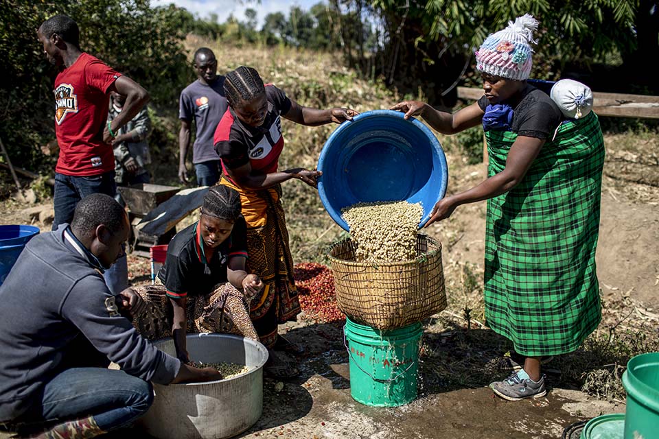 young Tanzanian coffee producers