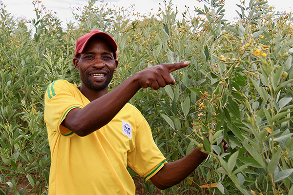 pigeon pea crop in Zambia