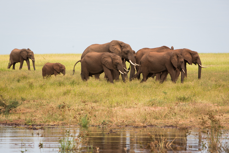 elephants in Zimbabwe