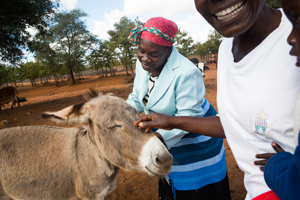 tending to a donkey in Zimbabwe