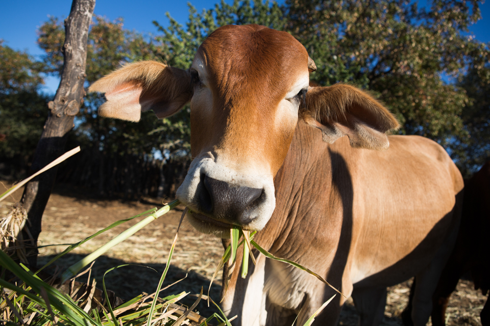 cow in Zimbabwe