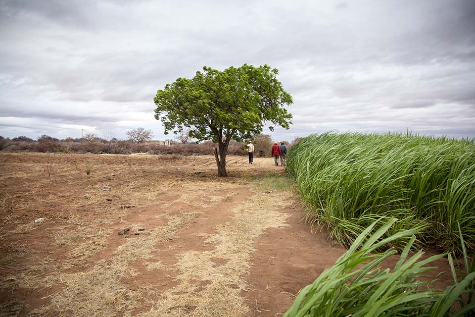 Zimbabwe agriculture demonstration site 