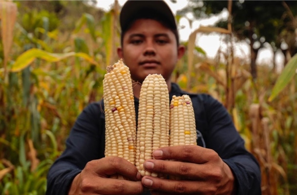 Man holding 3 ears of corn.