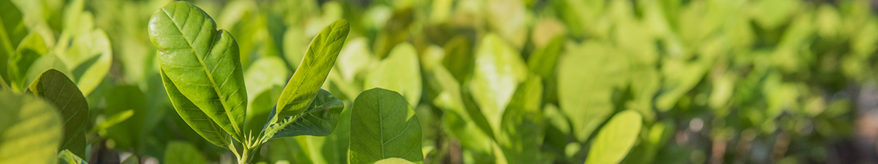 seedlings in Benin