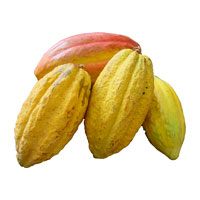 cacao