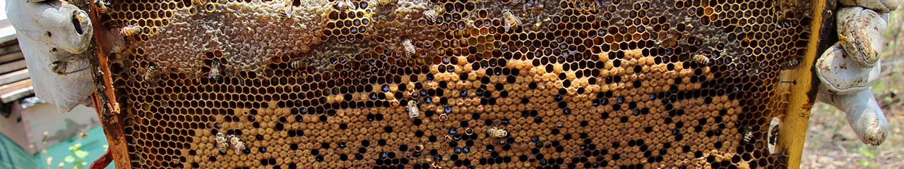 beekeeping in Nicaragua