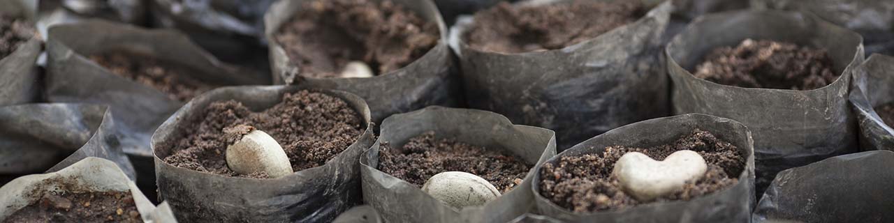 Benin cashew producer