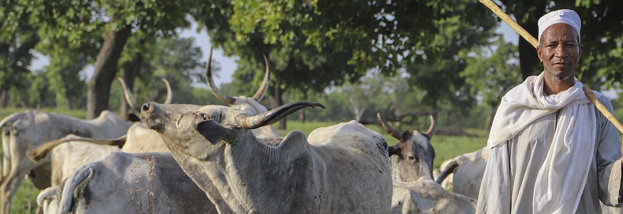 Benin herder in field with cattle