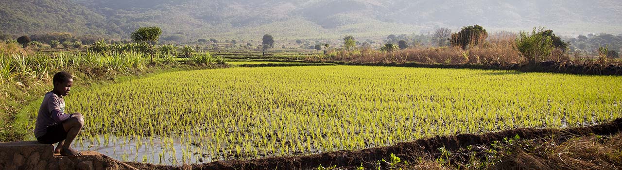 child overlooks field in Malawi