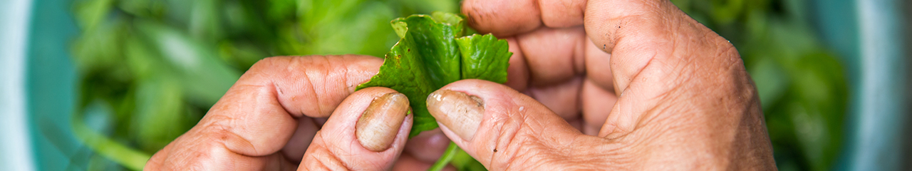 cleaning vegetables Vietnam