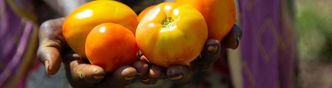 Darfur harvest