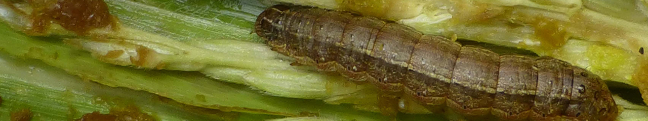 fall armyworm on leaf