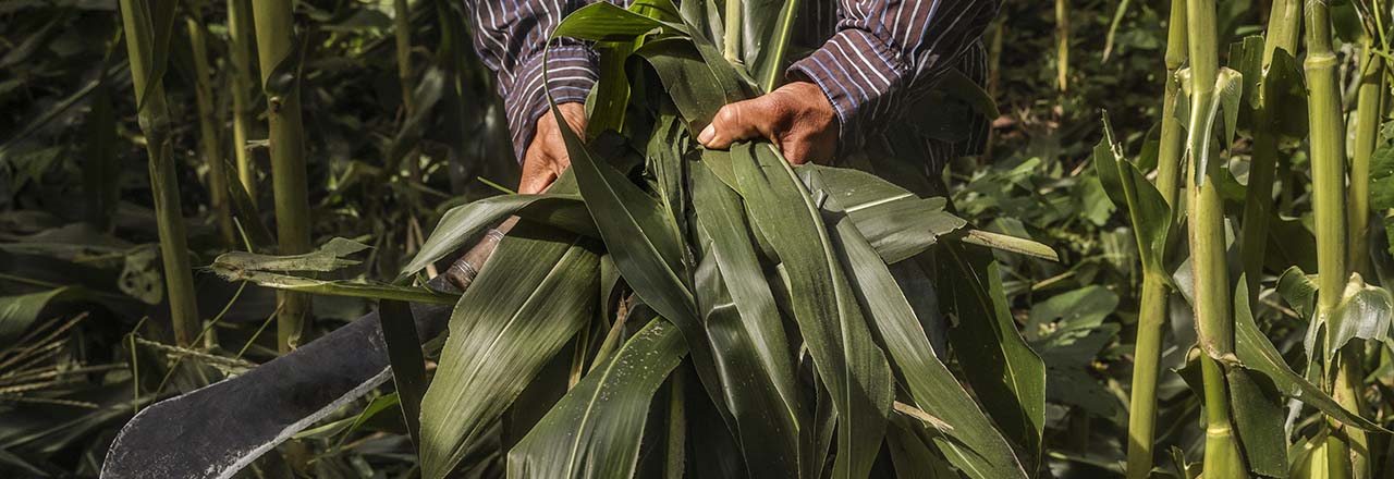 farmers hands holding crops