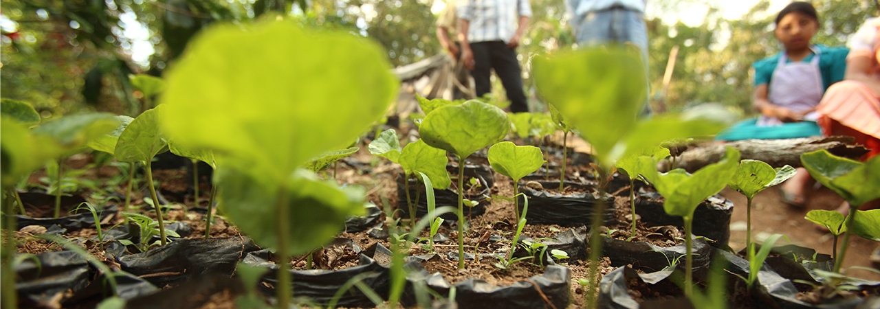 The Ramirez family has a seedbed for coffee and vegetables. Photo by Oscar Leiva/Silverlight for CRS