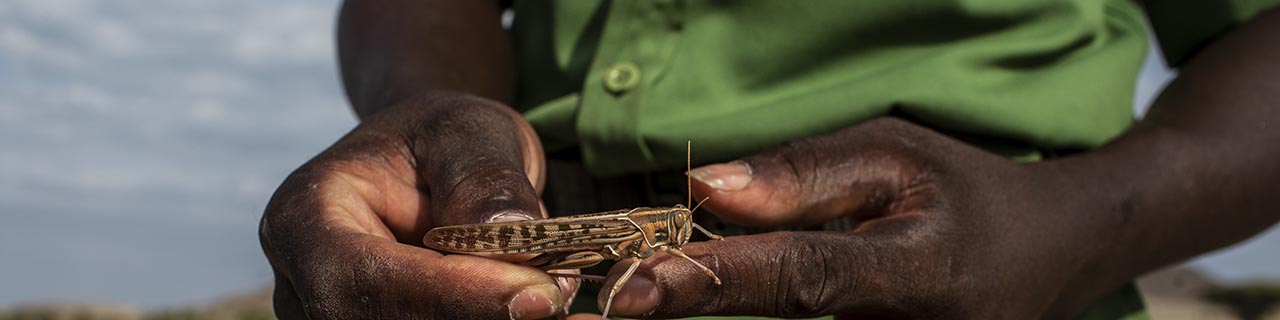 hands holding a locust in Kenya