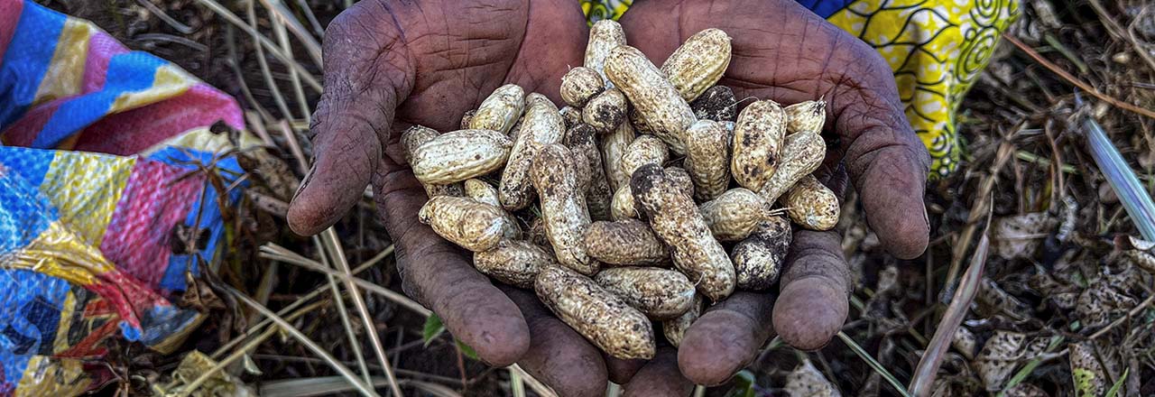 hands holding peanuts