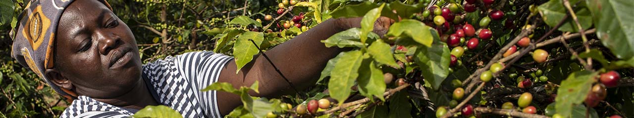 Kenya coffee harvest