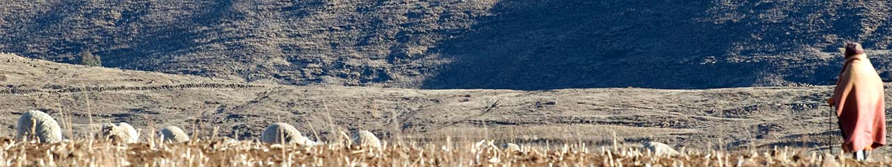 Lesotho field