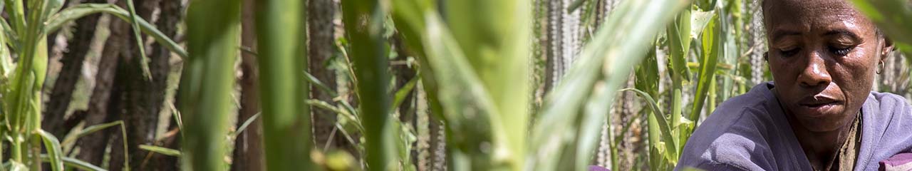 Mozambique farmer in field