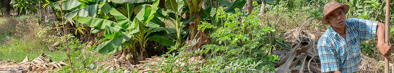 Myanmar food security