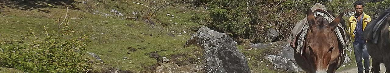 Nepal pack animals