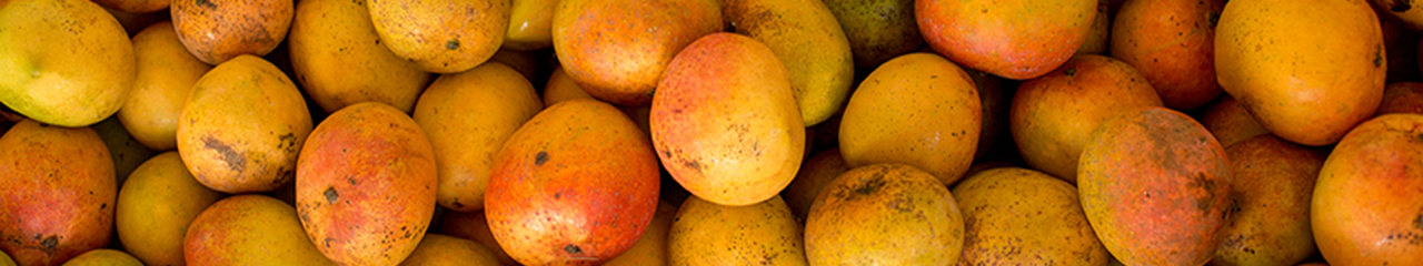 mangoes ready for drying in Malawi, Africa