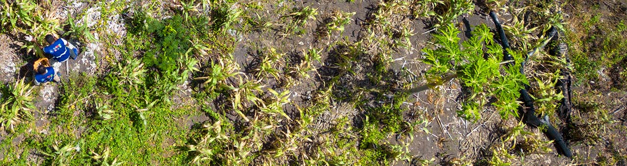 tending sorghum field in Indonesia