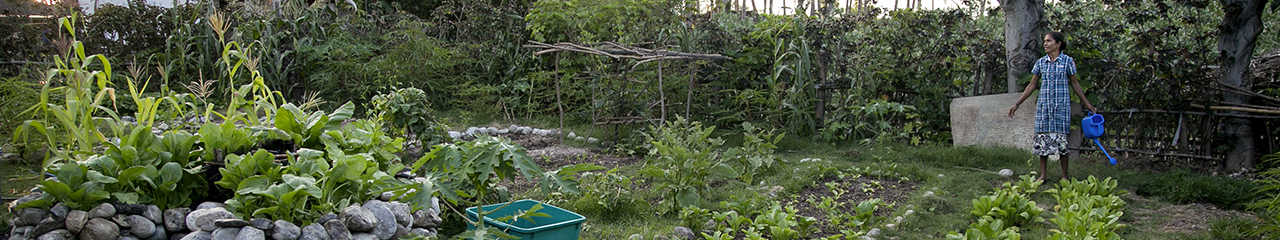 Timor Leste families learn improved farming practices with CRS support.