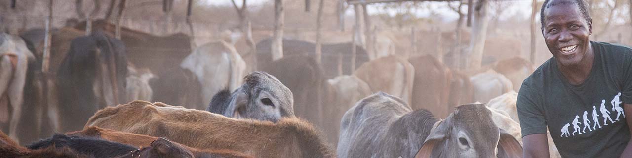 Zimbabwe cattleman