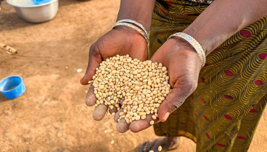 hnads holding soy beans for processing